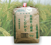 特別栽培米こしひかり